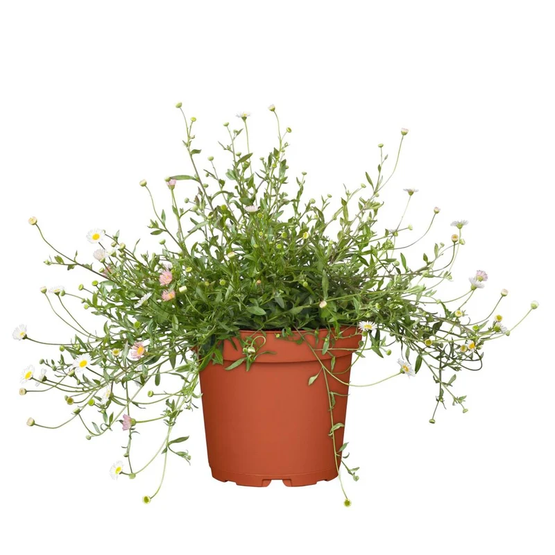 Spanisches Gänseblümchen