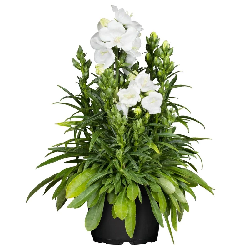Pfirsichblättrige Glockenblume 'Grandiflora Alba'