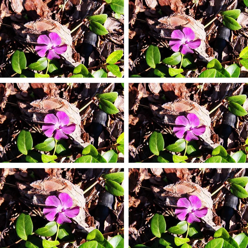 Kleines Immergrün 'Atropurpurea', 12 Pflanzen