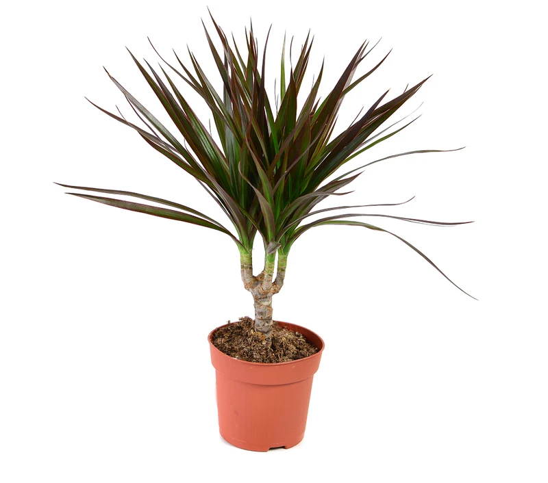 Drachenbaum 'Magenta'
