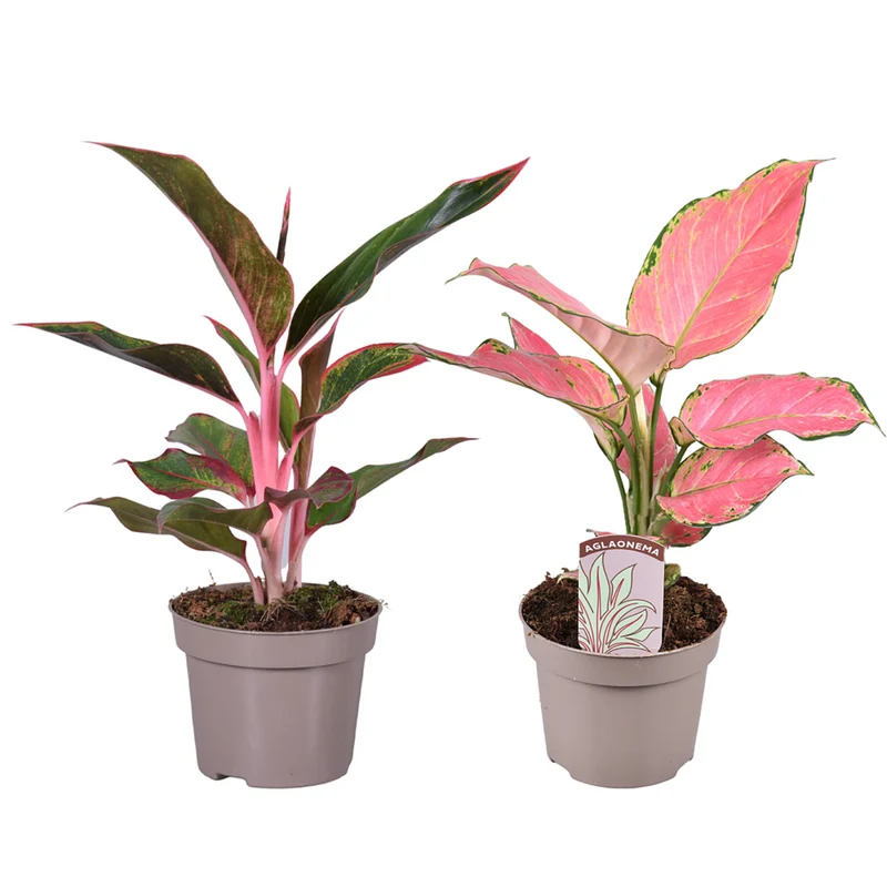 Zimmerpflanzen-Set "Pink Beauties", 2 Pflanzen