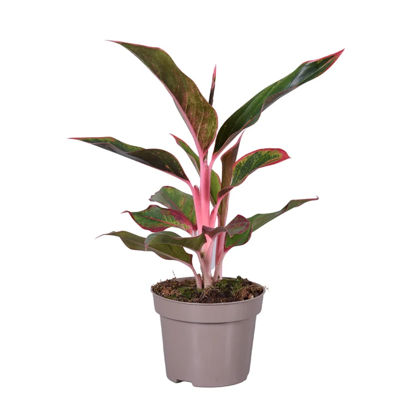 Zimmerpflanzen-Set "Pink Beauties", 2 Pflanzen