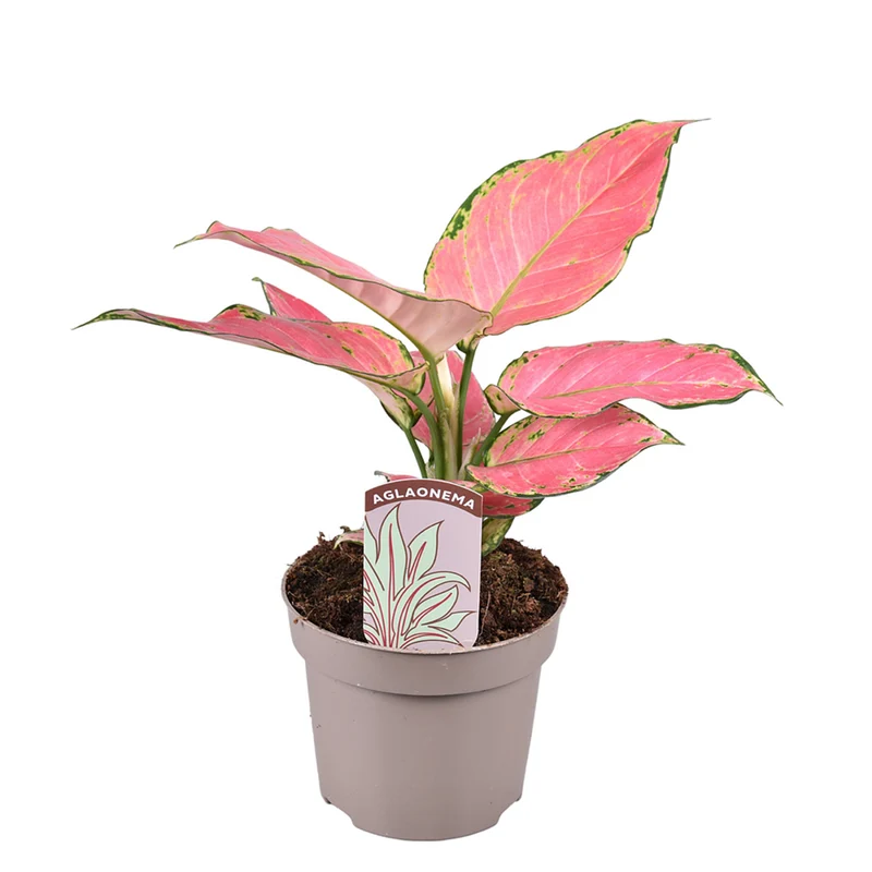 Zimmerpflanzen-Set "Pink Beauties", 2 Pflanzen