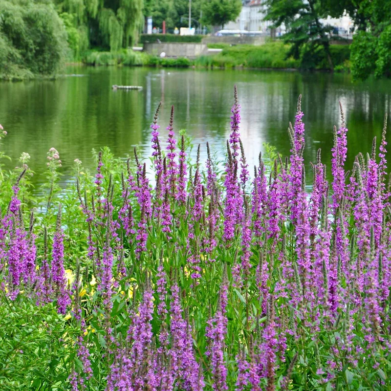 Blutweiderich