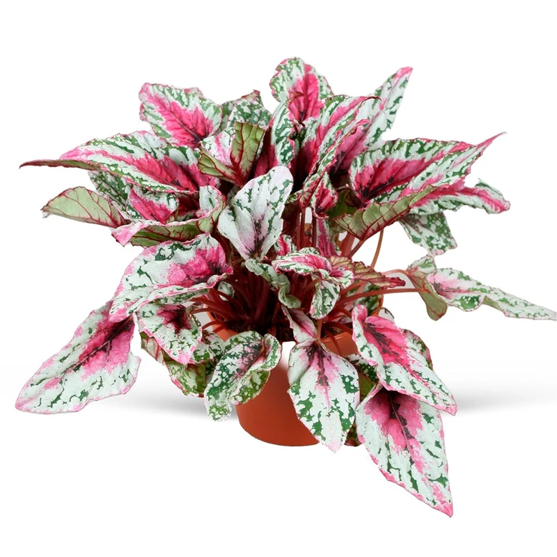 Begonie ‘Maui Sunset’ (Begonia)