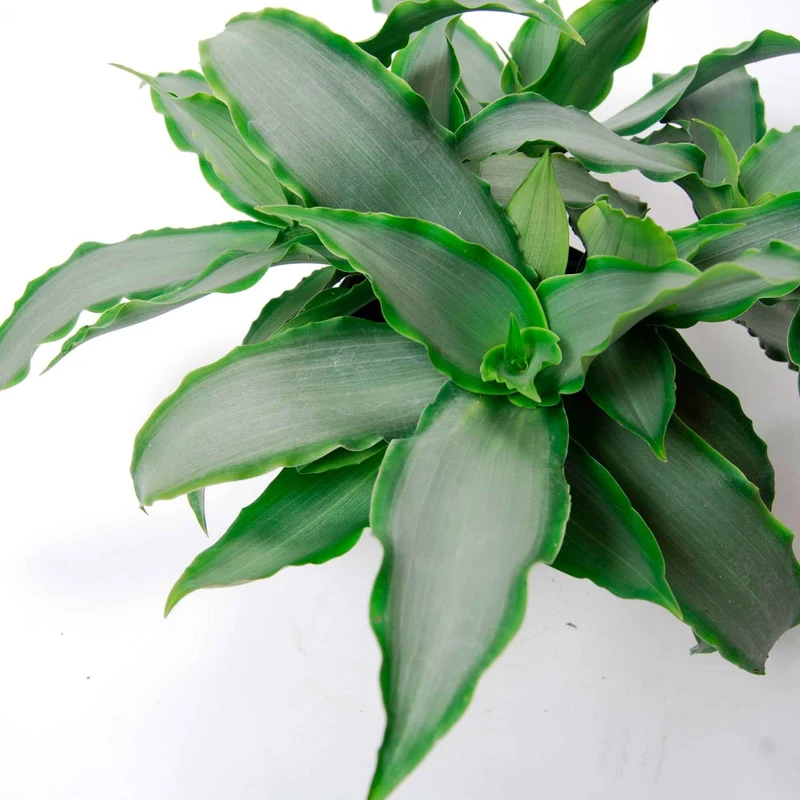 Murdannia Loriformis 'Bright Star'
