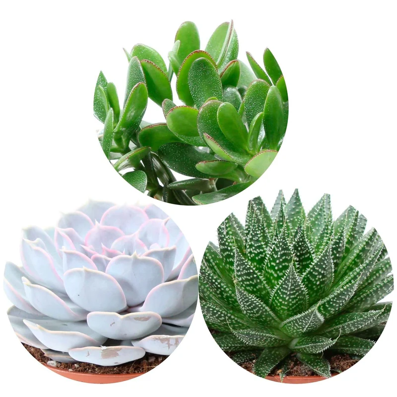 Sukkulenten-Kollektion (Aloe, Echeveria, Crassula)