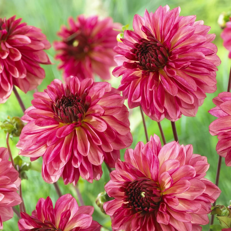 Dahlie 'Bacardi' (x3)