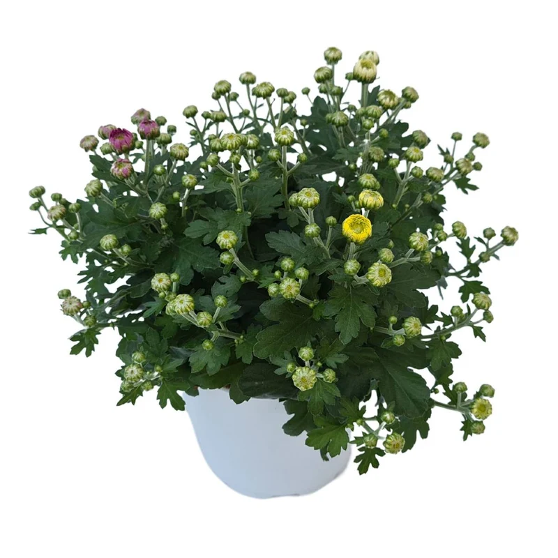 Dreifarbige Herbst-Chrysantheme