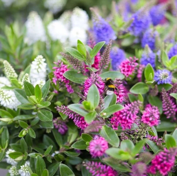 Strauchveronika 'All Blooms®'