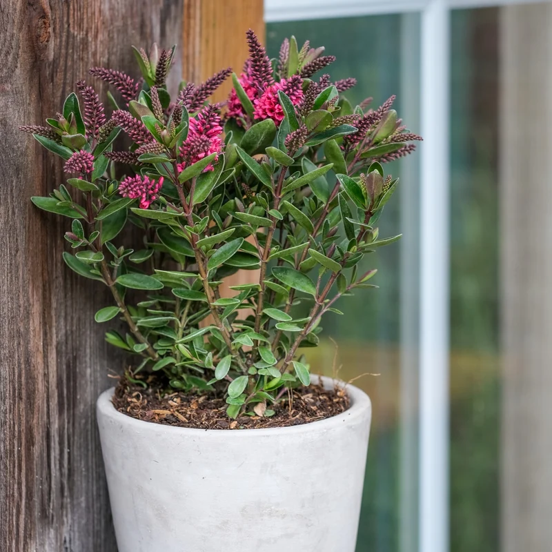 Strauchveronika 'All Blooms®'
