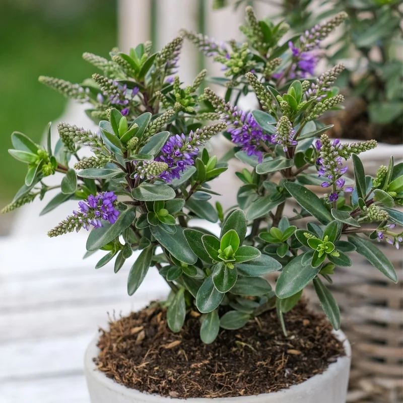 Strauchveronika 'All Blooms®'