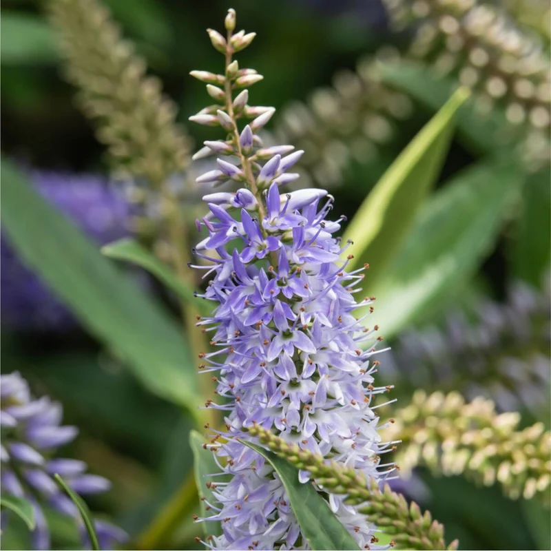Strauchveronika 'All Blooms®'