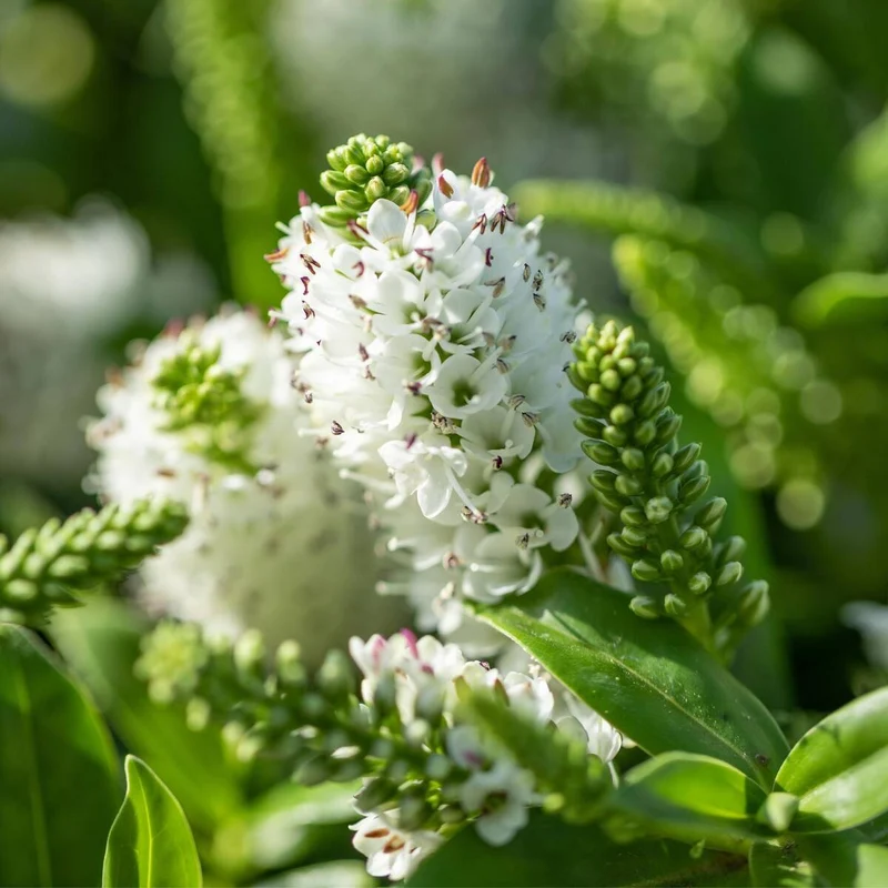 Strauchveronika 'All Blooms®'