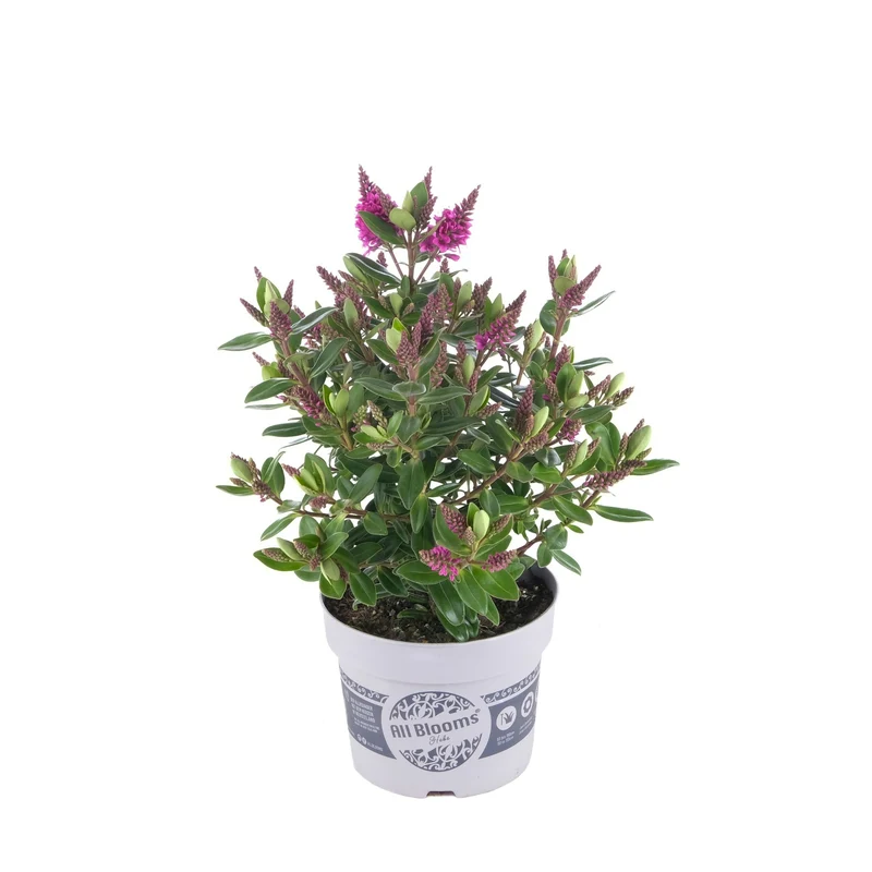 Strauchveronika 'All Blooms®'