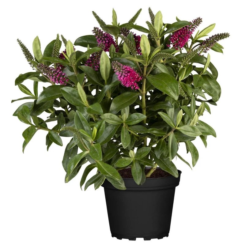 Strauchveronika 'All Blooms®'