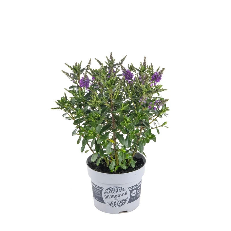 Strauchveronika 'All Blooms®'