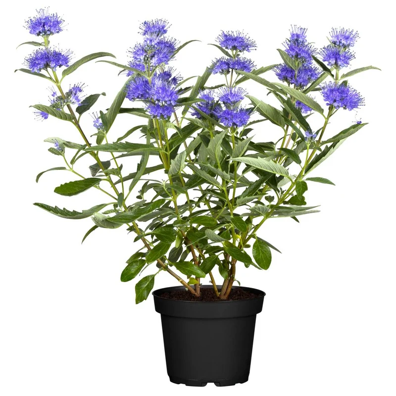 Bartblume