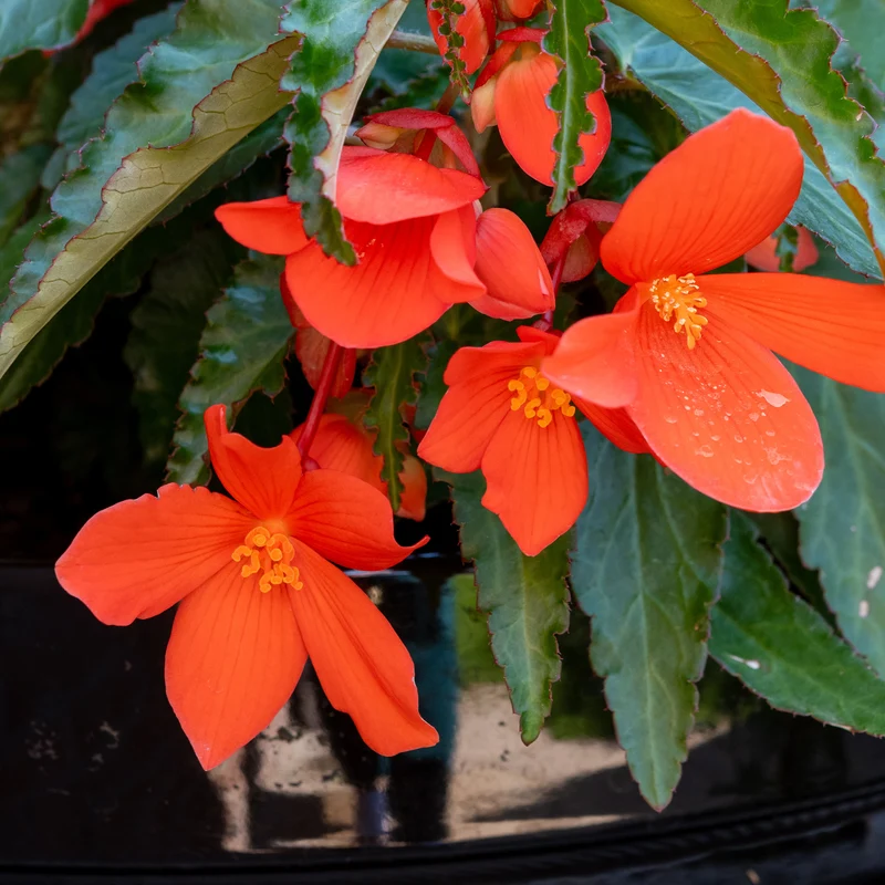 Orange Hängende Begonie