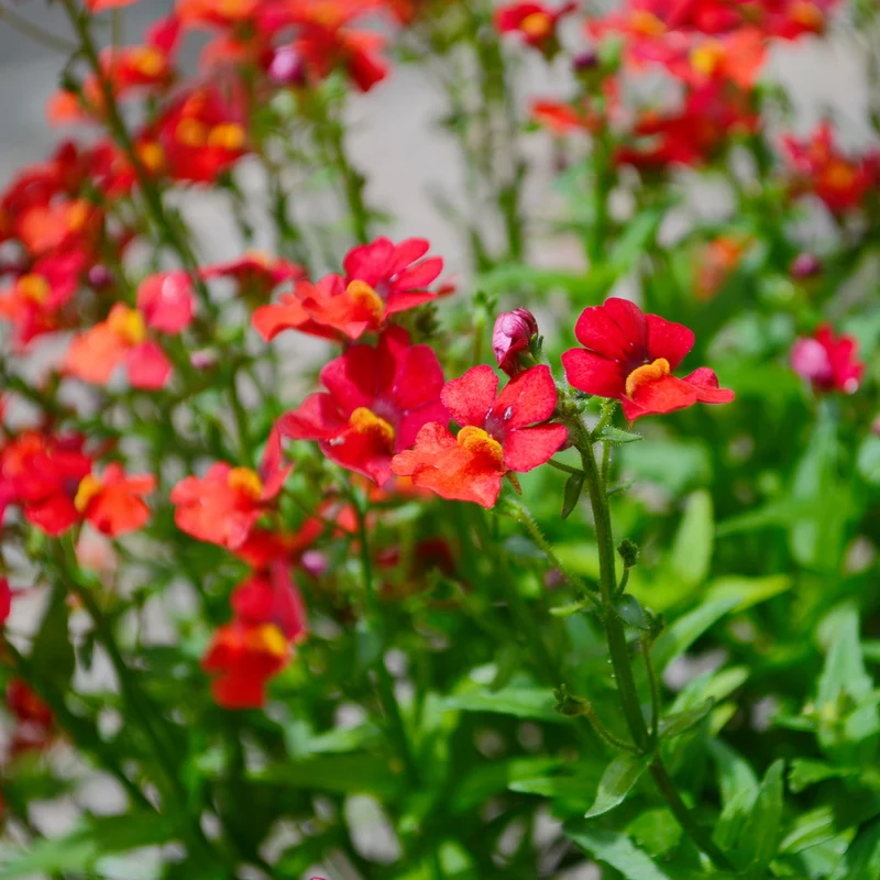 rote Elfenspiegel