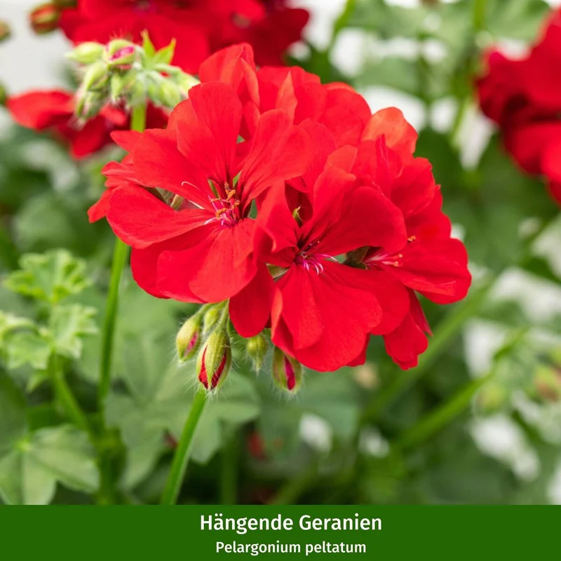 Balkonblumen "Mediterrane Duftoase"