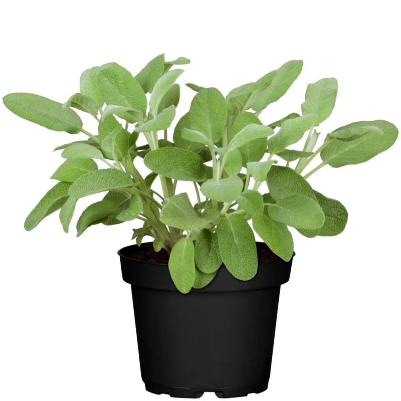 Balkonblumen "Mediterrane Duftoase"