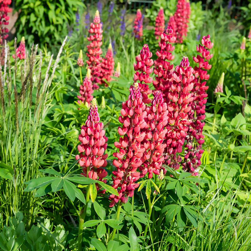 Lupine ‘My Castle’