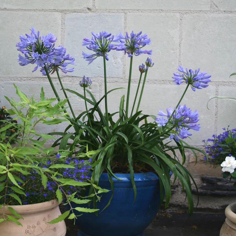 Schmucklilie ‘Pitchoune® Blue’