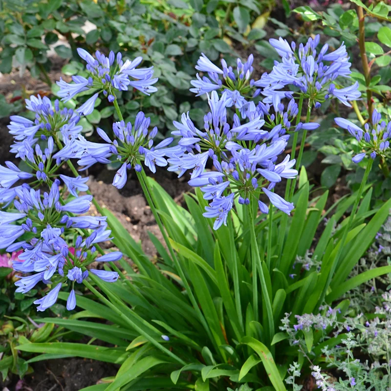 Schmucklilie ‘Pitchoune® Blue’