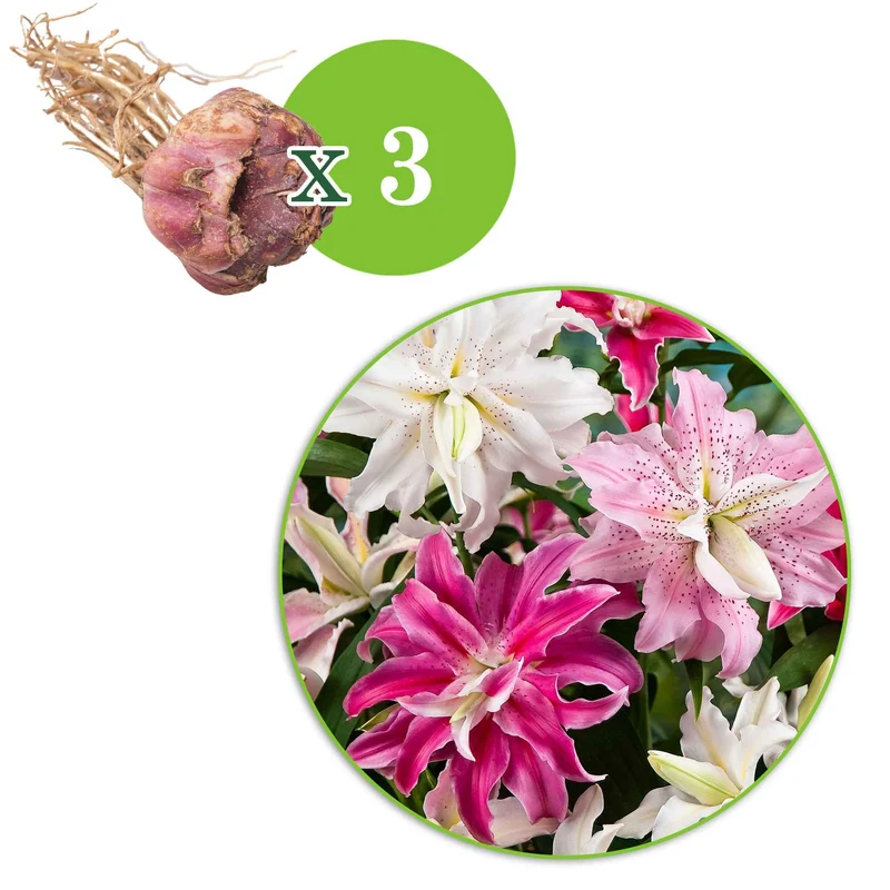 Gefüllte Lilien Mischung (x3)