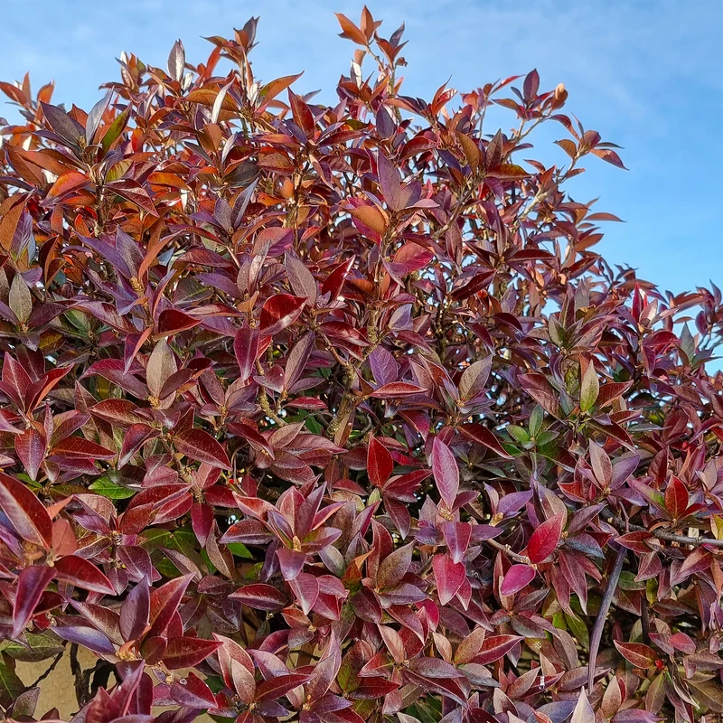 Sternjasmin Winter Ruby®