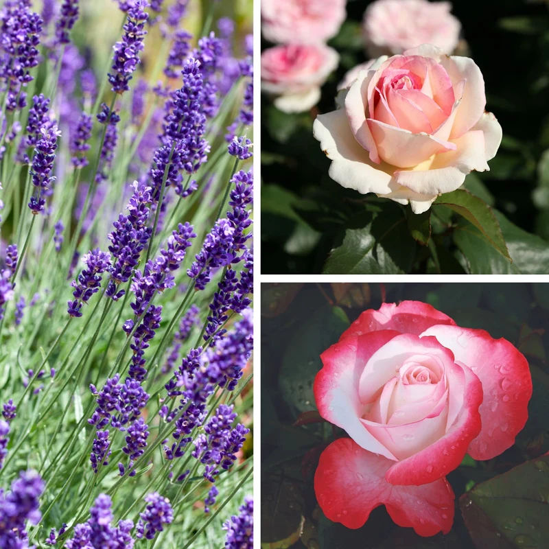 Duftendes Rosen- & Lavendelbeet