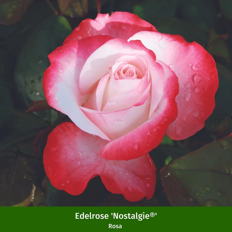Duftendes Rosen- & Lavendelbeet