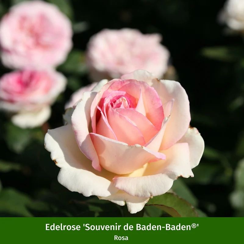 Duftendes Rosen- & Lavendelbeet