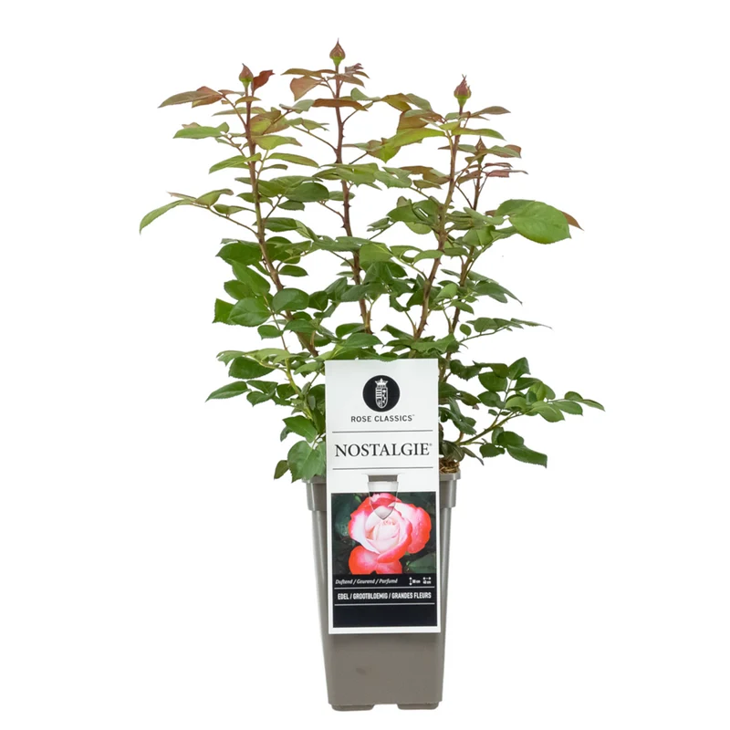 Duftendes Rosen- & Lavendelbeet