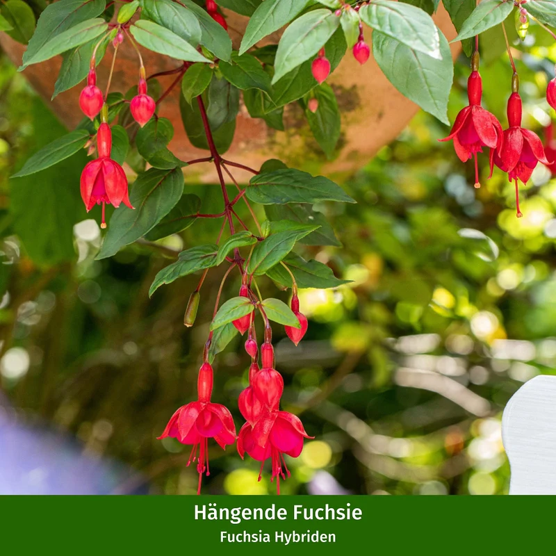 Stehende & Hängende Fuchsie, 6 Pflanzen