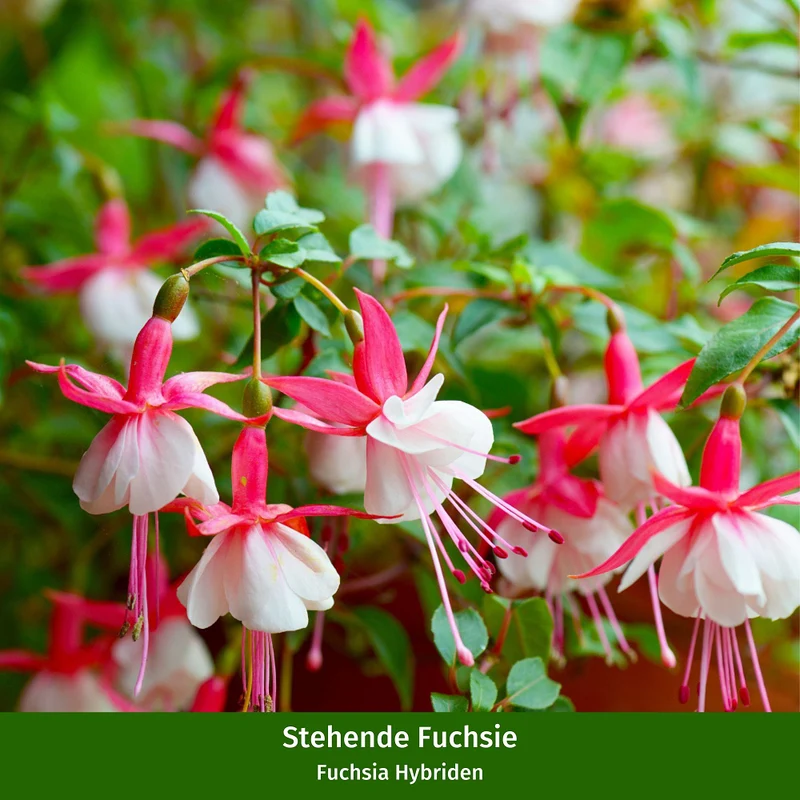 Stehende & Hängende Fuchsie, 6 Pflanzen