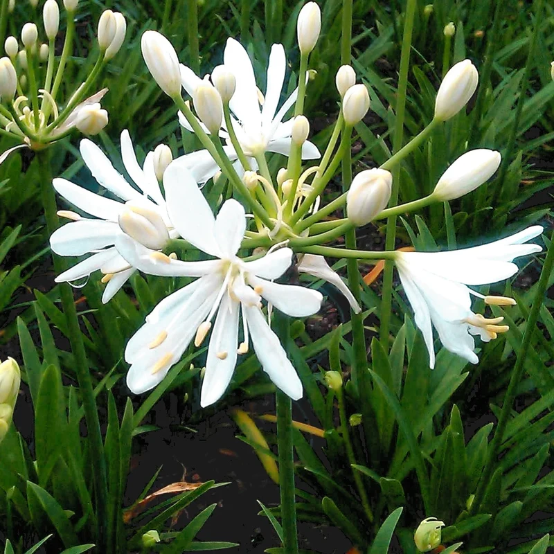 Agapanthus ‘Petit Eskimo’
