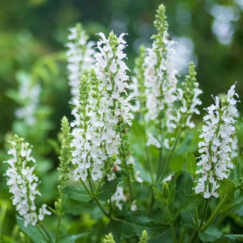 Steppen-Salbei 'Sensation White'