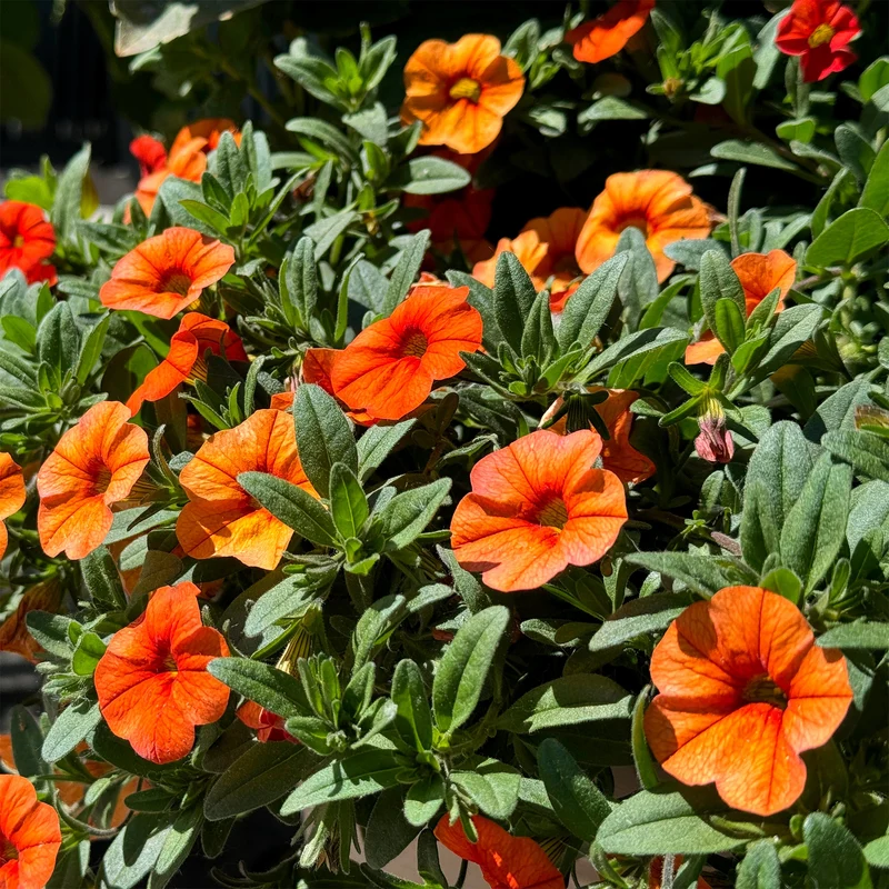 Zauberglöckchen Orange (x3)