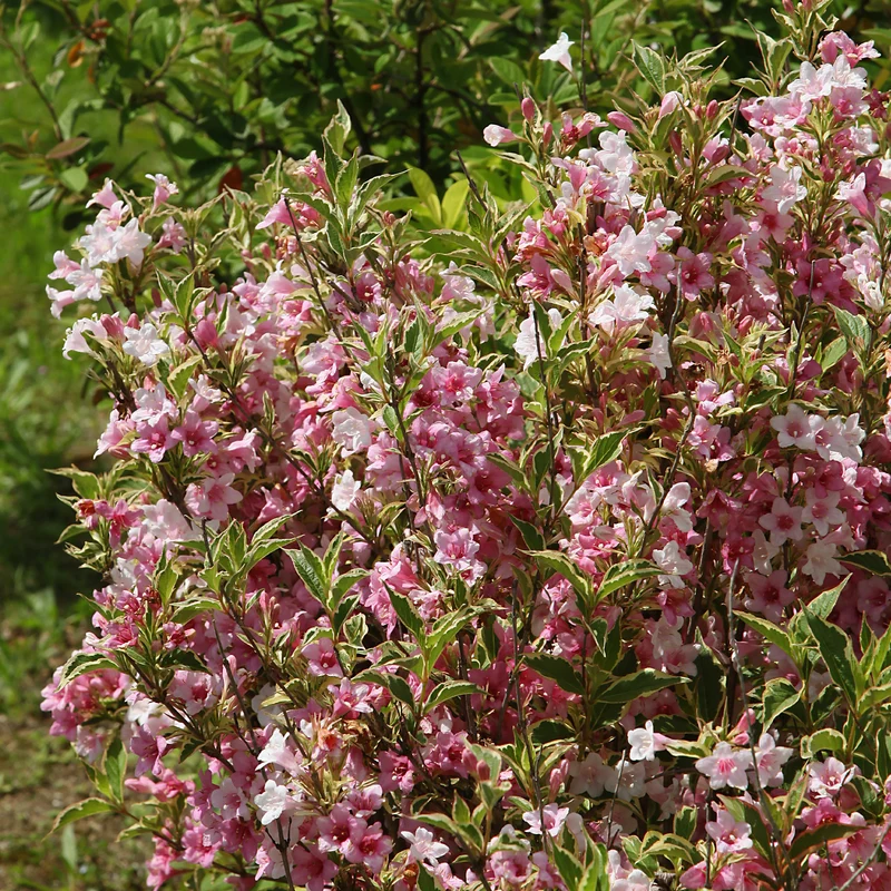 Weigelie florida Variegata