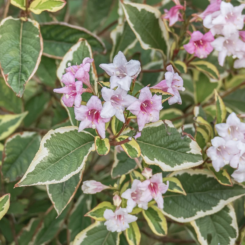 Weigelie florida Variegata