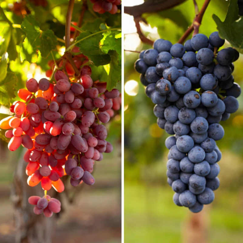 Bio-Obst Weinrebe, 2 Pflanzen