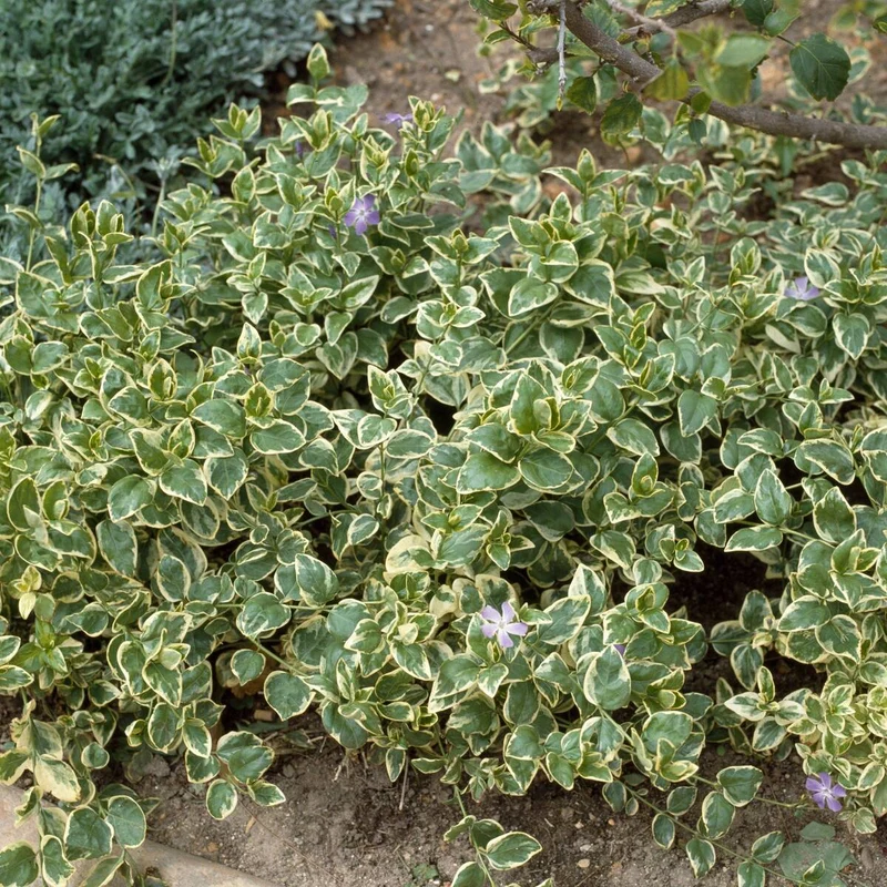 Großes Immergrün 'Variegata', 12 Pflanzen