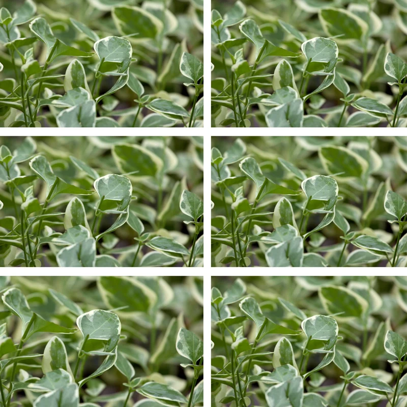 Großes Immergrün 'Variegata', 12 Pflanzen
