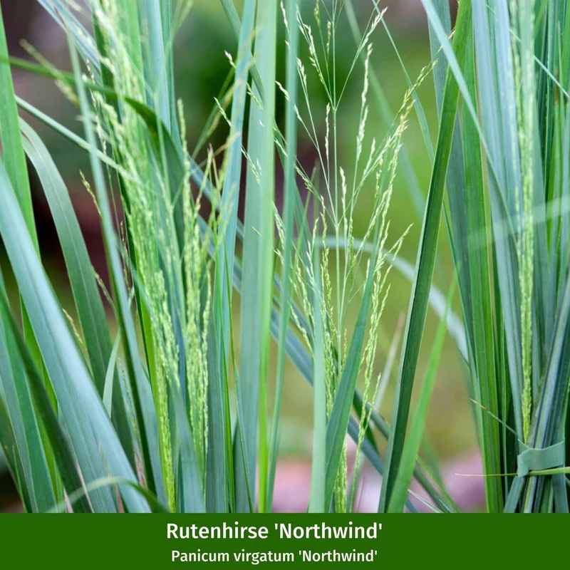 Staudenbeet "Flammende Sommerliebe"