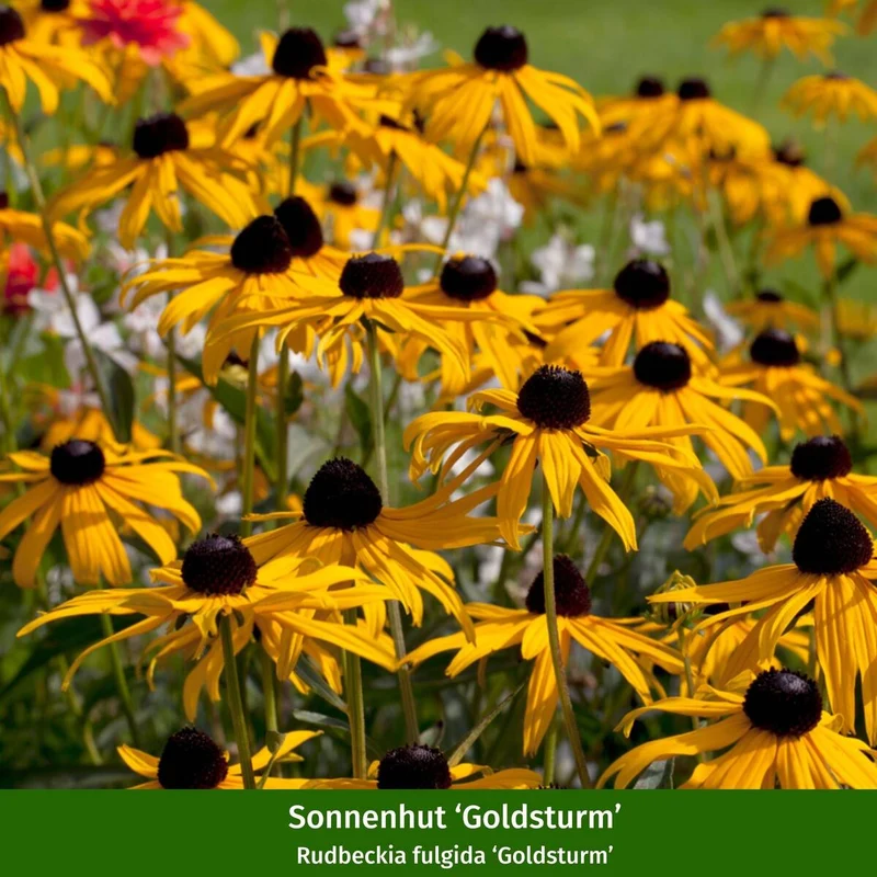 Staudenbeet "Flammende Sommerliebe"