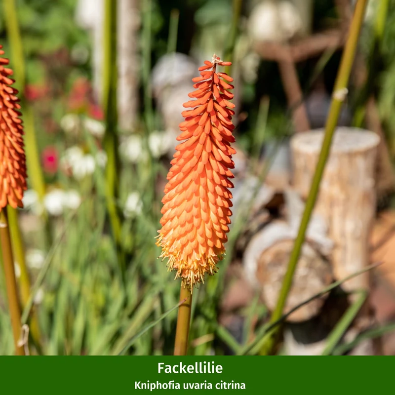 Staudenbeet "Flammende Sommerliebe"