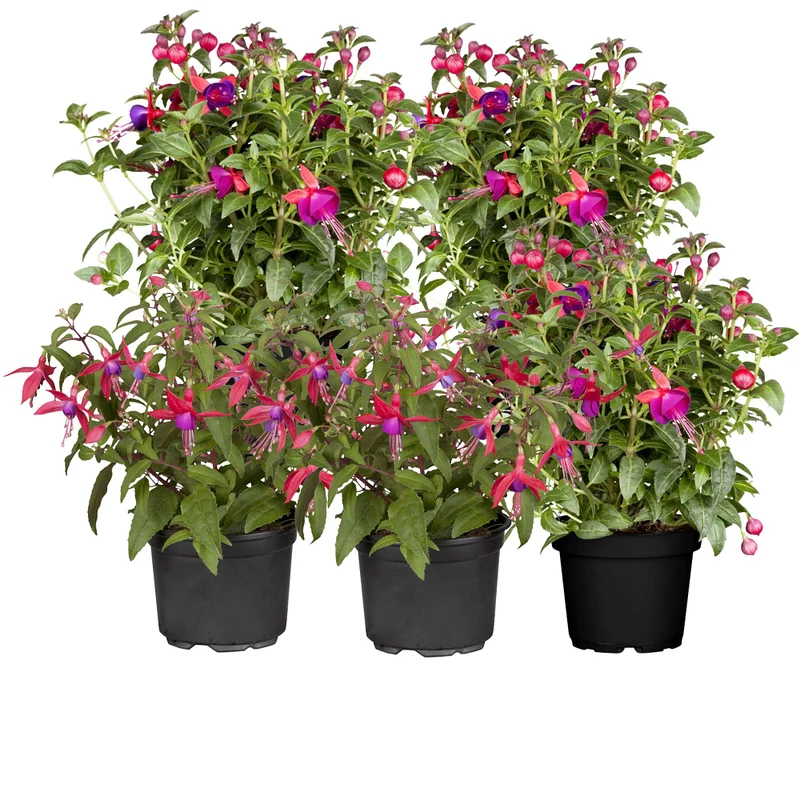 Stehende & Hängende Fuchsie, 6 Pflanzen