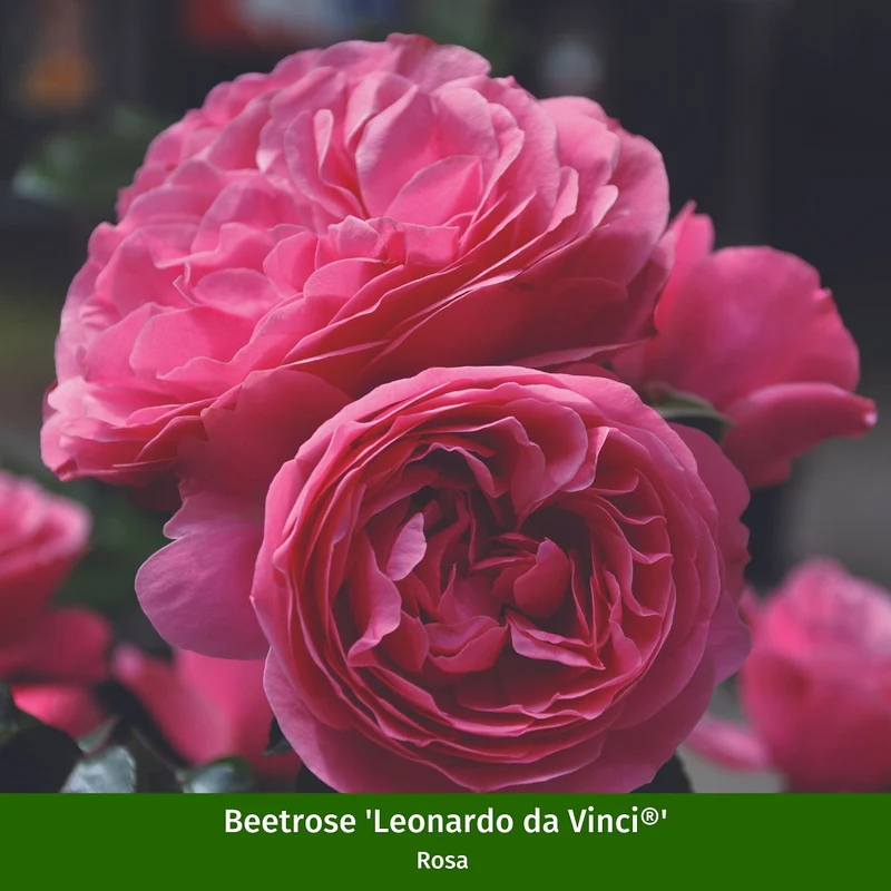 Nostalgisches Rosen- & Blut-Storchenschnabelbeet, 7 Pflanzen